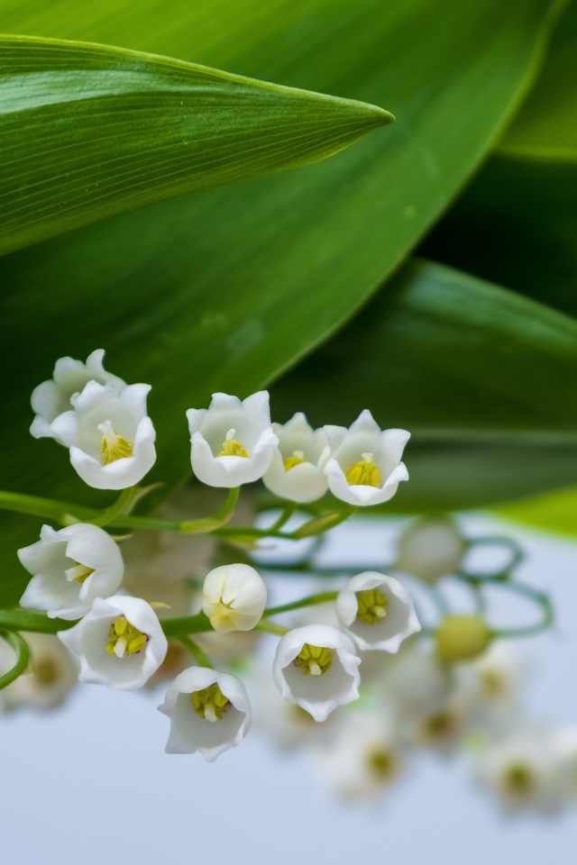 Белые цветы ландыша с зелеными листьями