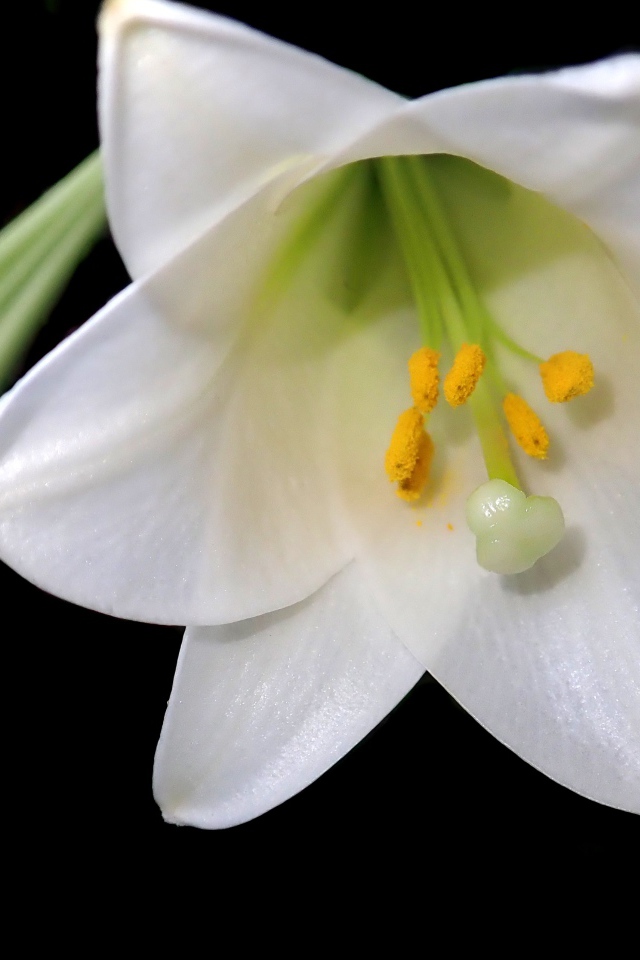 Белая лилия с бутоном на черном фоне