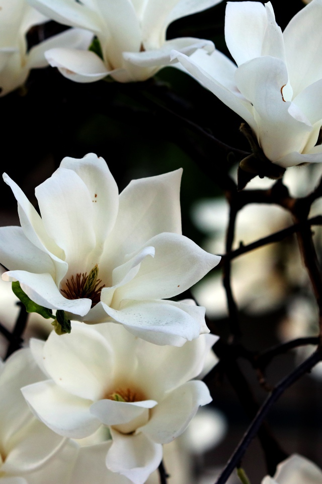 Белые цветы магнолии на ветках 