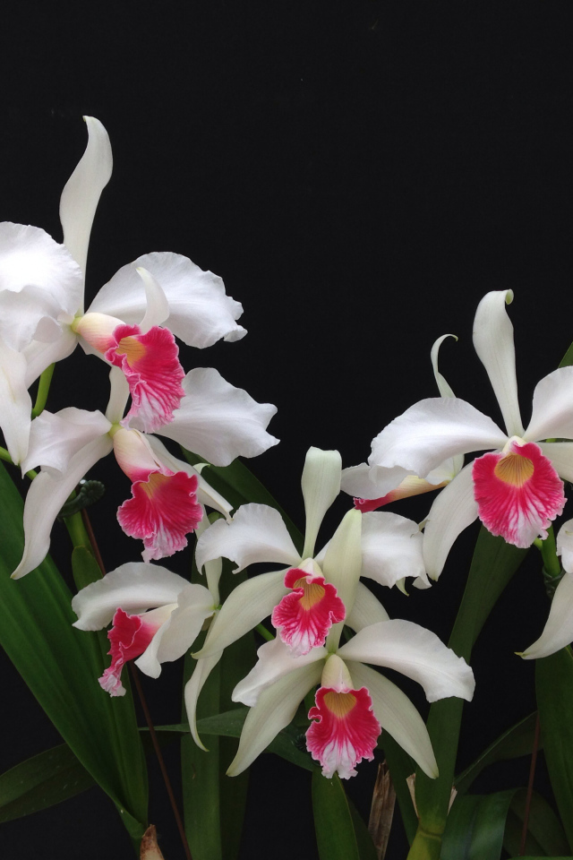Белые орхидеи с розовой серединкой на черном фоне