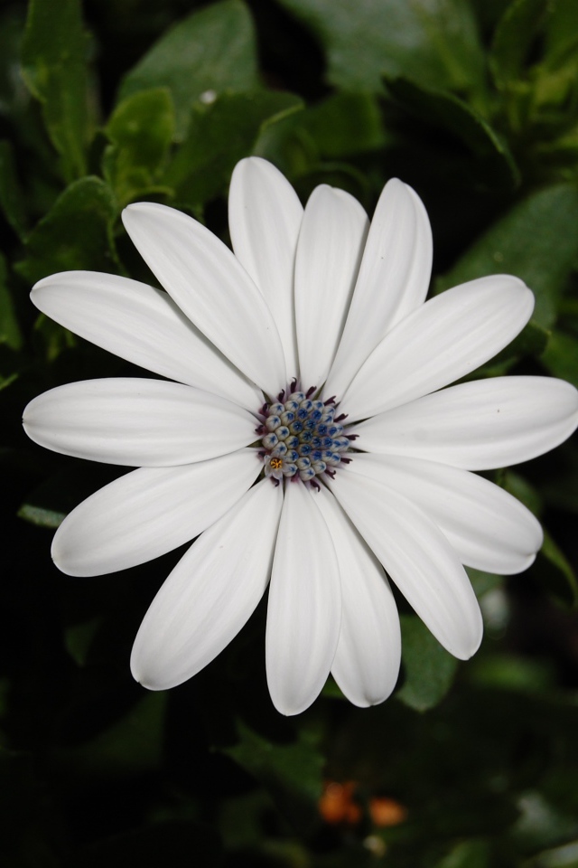 Белый цветок остеоспермум с бутонами 