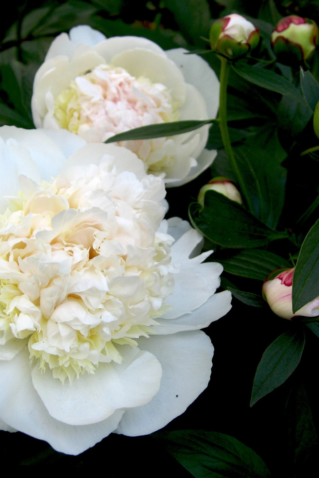 Белые цветы пиона с бутонами в зеленых листьях