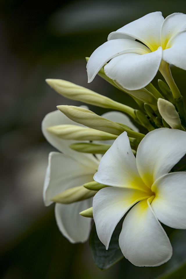 Белые цветы плюмерии с бутонами  на ветке 