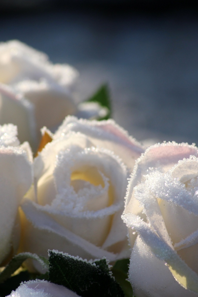 Белые цветы роз в инее 