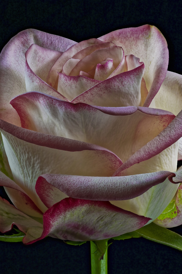 Белая роза с розовыми краями на лепестках на черном фоне