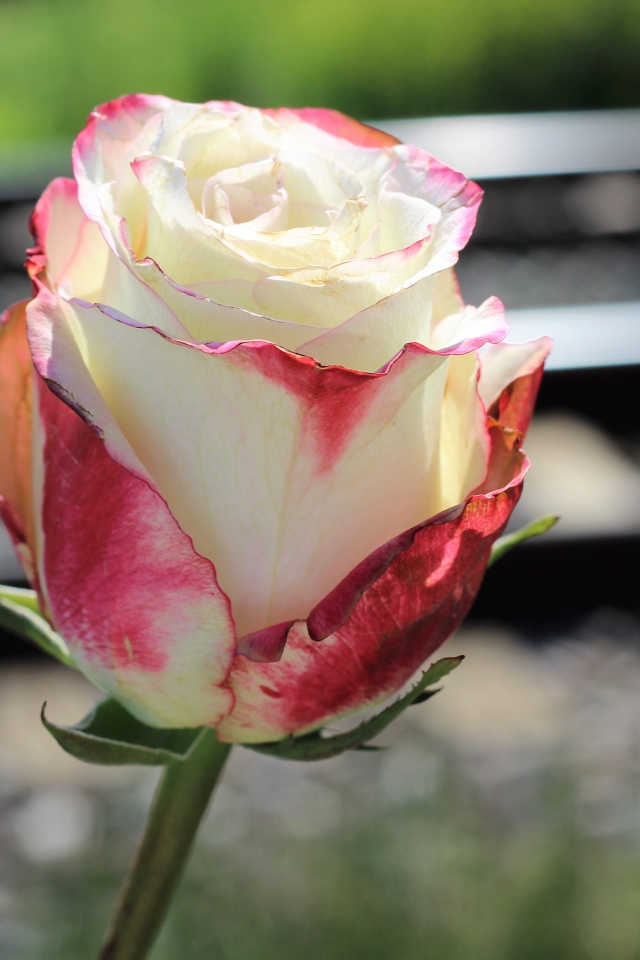 Белая роза с розовыми лепестками крупным планом