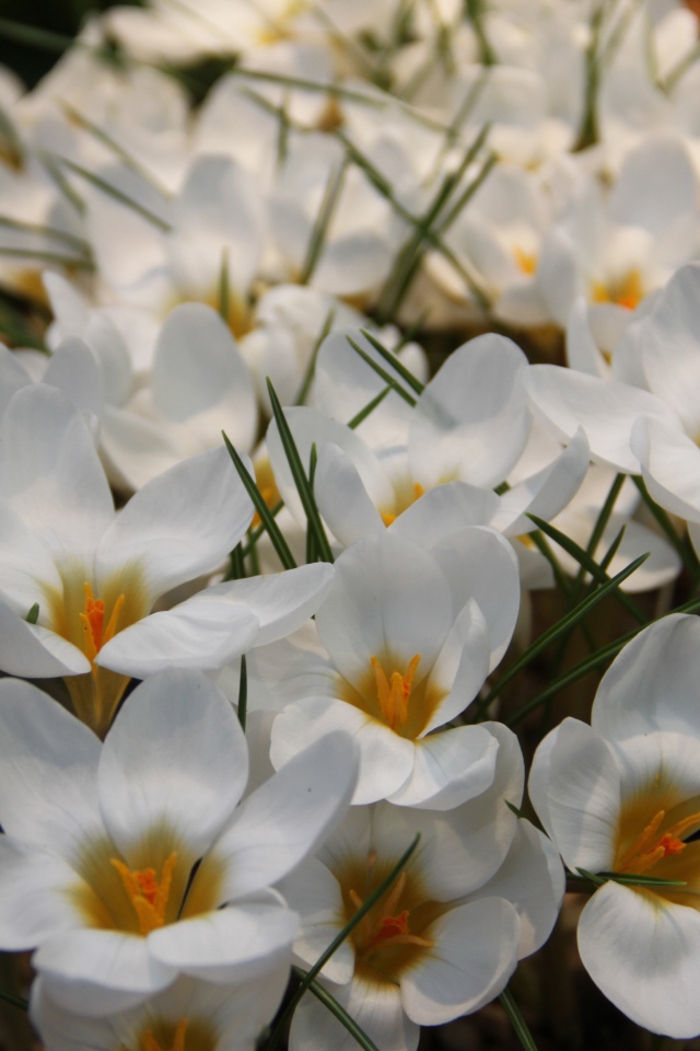 Белые маленькие цветы крокусы с зелеными листьями
