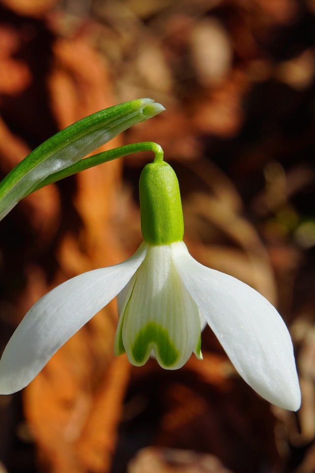 Белый цветок подснежника крупным планом 