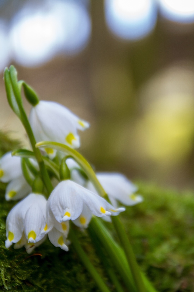 Белые цветы подснежника лежат на зеленом мху 