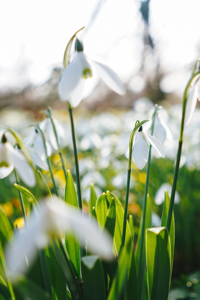 Белые цветы подснежника на поле 
