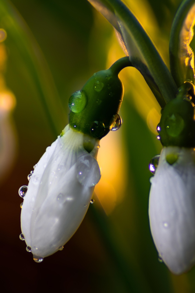 Белые подснежники в каплях росы крупным планом