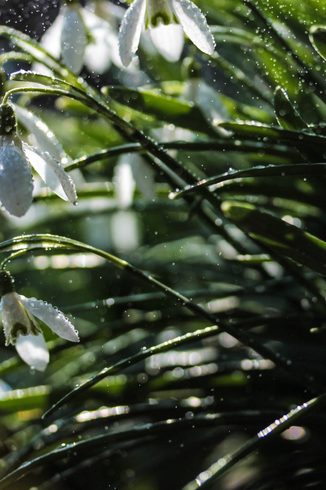 Белые подснежники под дождем