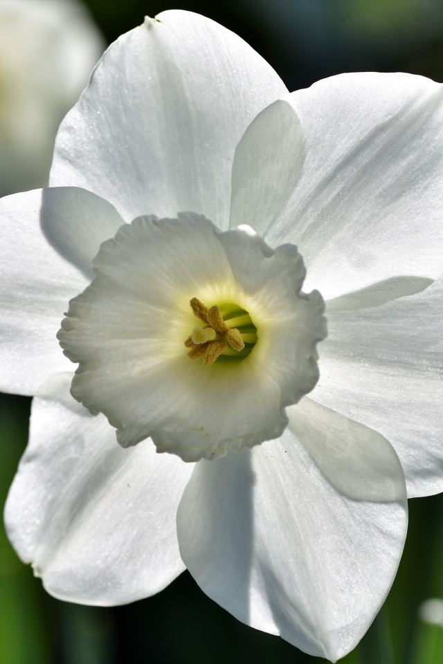Белый цветок весеннего нарцисса крупным планом