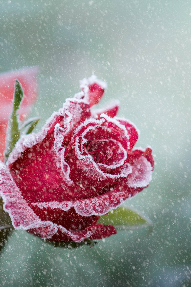Покрытая инеем красная роза зимой