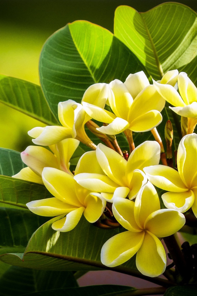 Желтые цветы плюмерии с зелеными листьями 