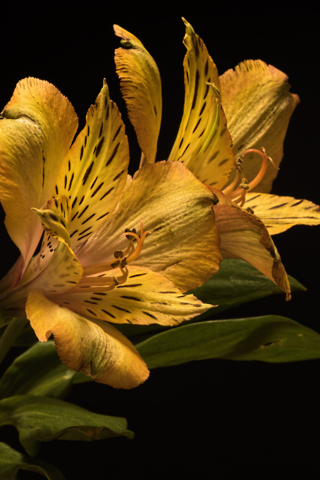 Желтый цветок альстромерии на черном фоне