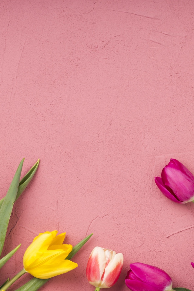 Желтые и сиреневые тюльпаны на розовом фоне 
