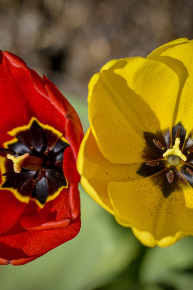 Желтый и красный тюльпаны в лучах солнца 