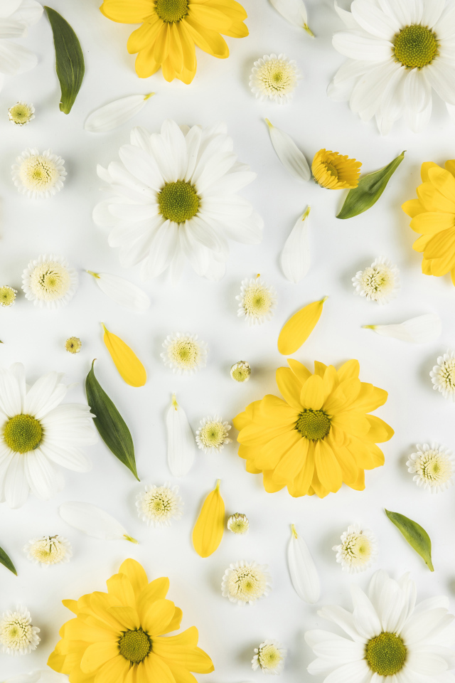 Желтые и белые хризантемы на белом фоне