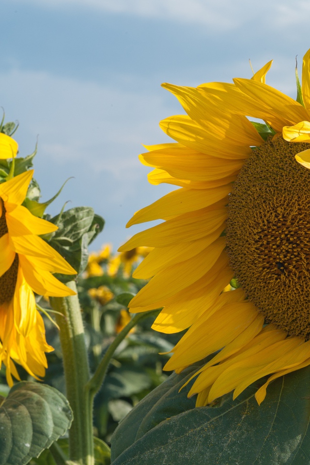 Желтые большие цветы подсолнуха на поле