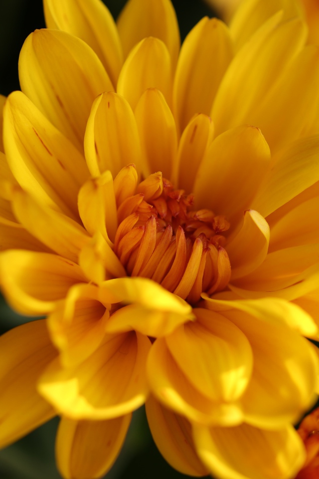 Желтые цветы хризантемы крупным планом 