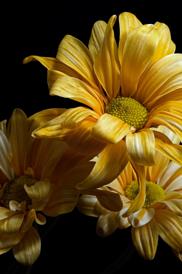 Желтые цветы хризантемы на черном фоне крупным планом