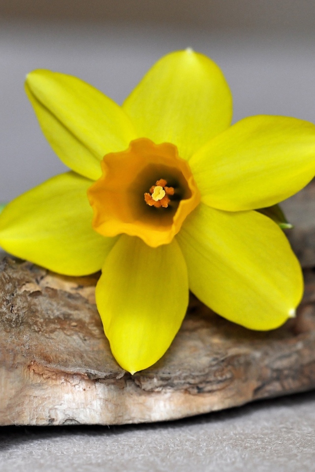 Желтый цветок нарцисса лежит на коре 