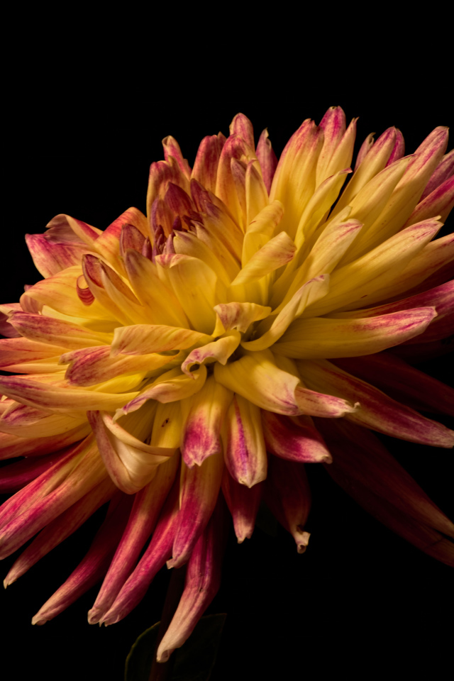 Желтая георгина с розовыми концами на лепестках на черном фоне