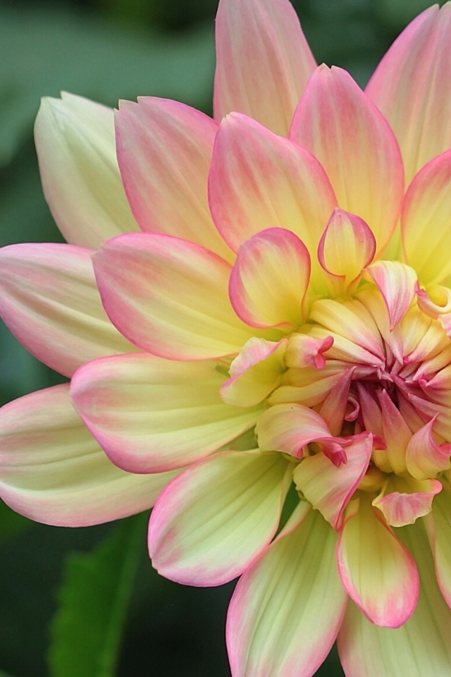 Желтая георгина с розовыми лепестками 