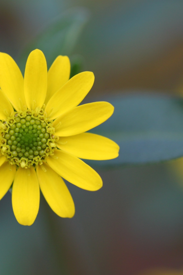 Желтый цветок на размытом фоне крупным планом