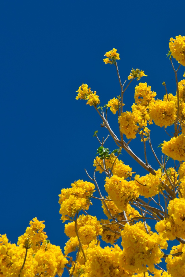 Желтые цветы на ветках дерева под голубым небом 