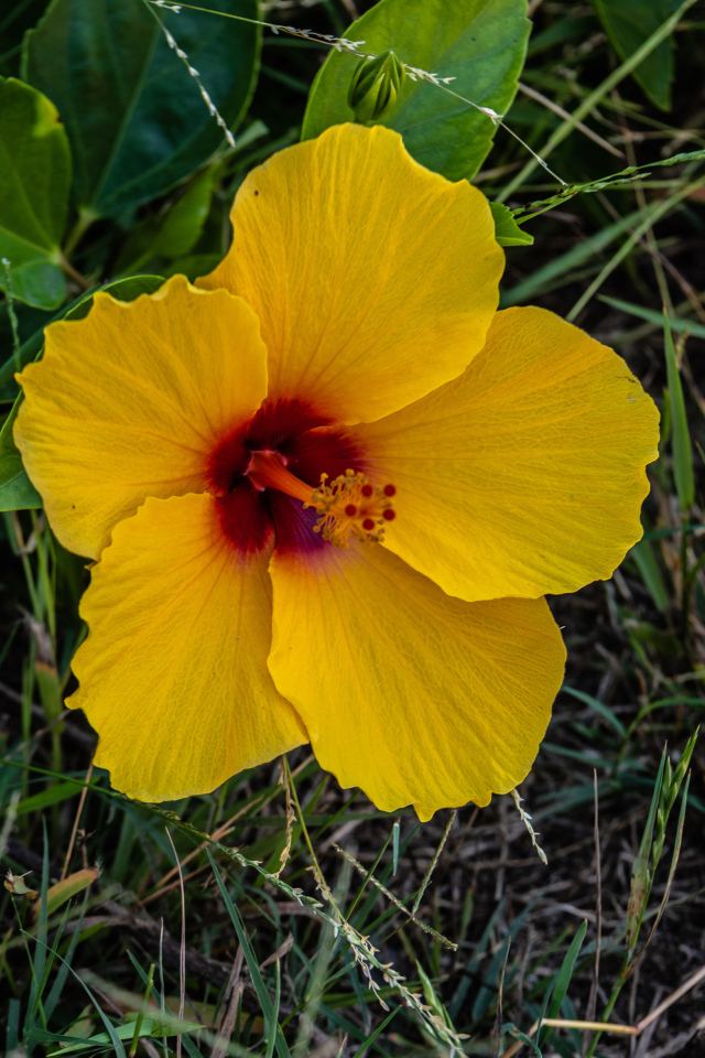 Желтый цветок гибискуса в траве 