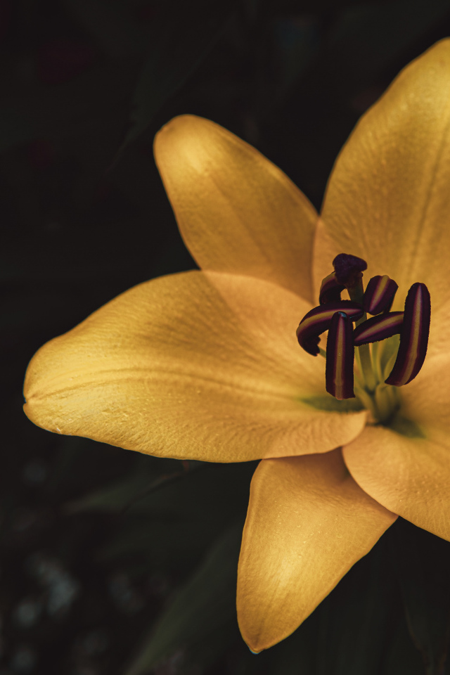 Желтая лилия крупным планом на клумбе 