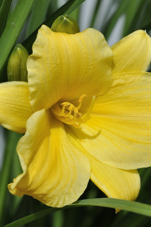 Желтый цветок лилии с бутонами в зеленых листьях 