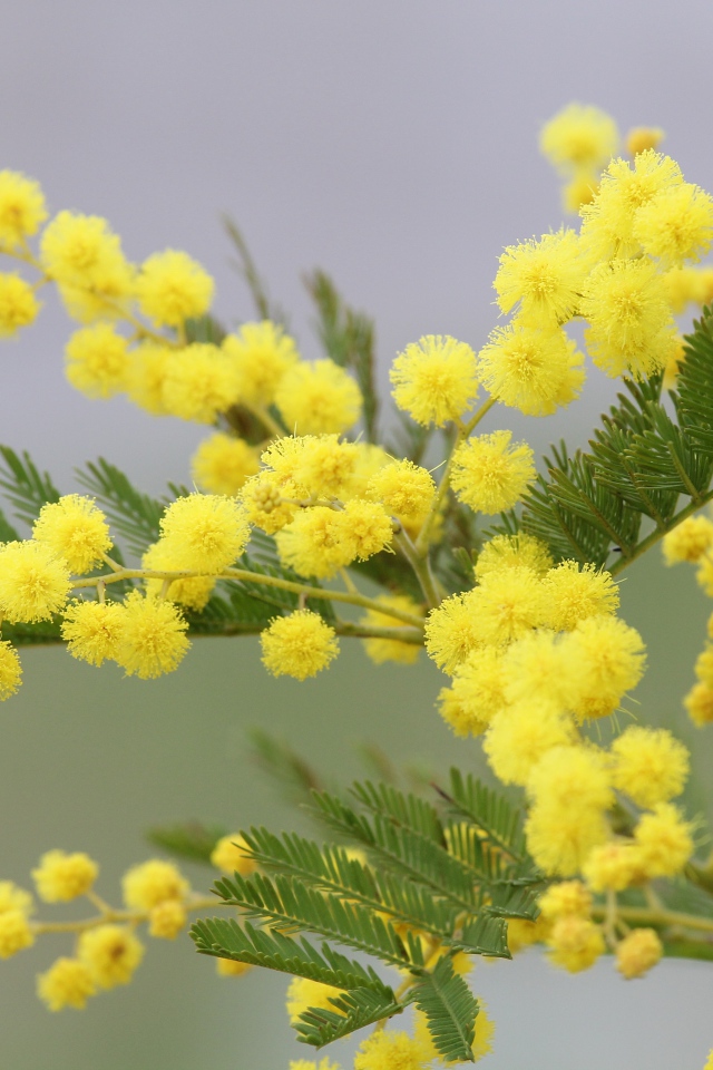 Желтая ветка мимозы с зелеными листьями на сером фоне