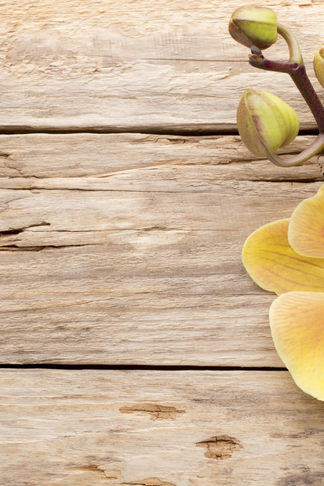 Желтая орхидея с бутонами на деревянном столе