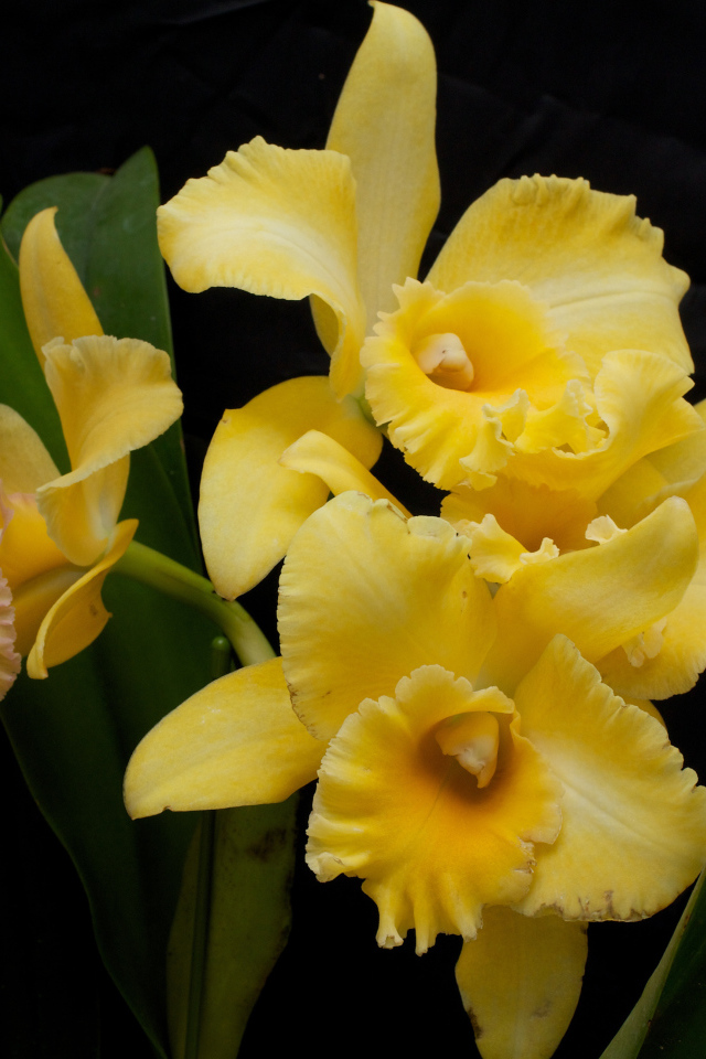 Желтые орхидеи с зелеными листьями на черном фоне