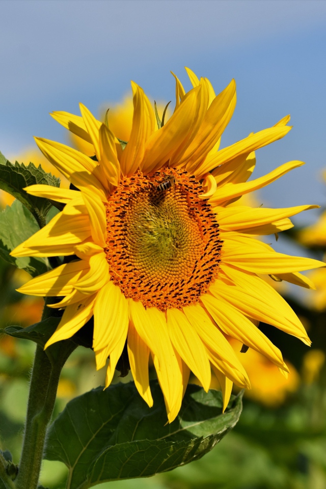 Желтые лепестки подсолнуха с зелеными листьями на поле летом