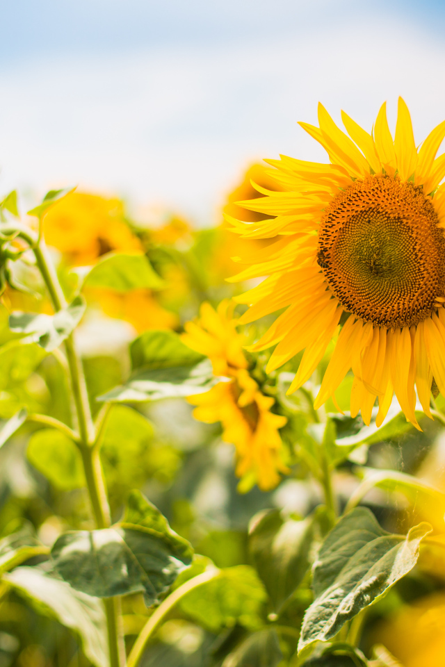 Желтые лепестки подсолнухов в лучах яркого солнца