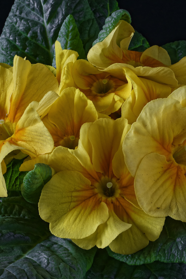 Желтый цветок примула с большими зелеными листьями 