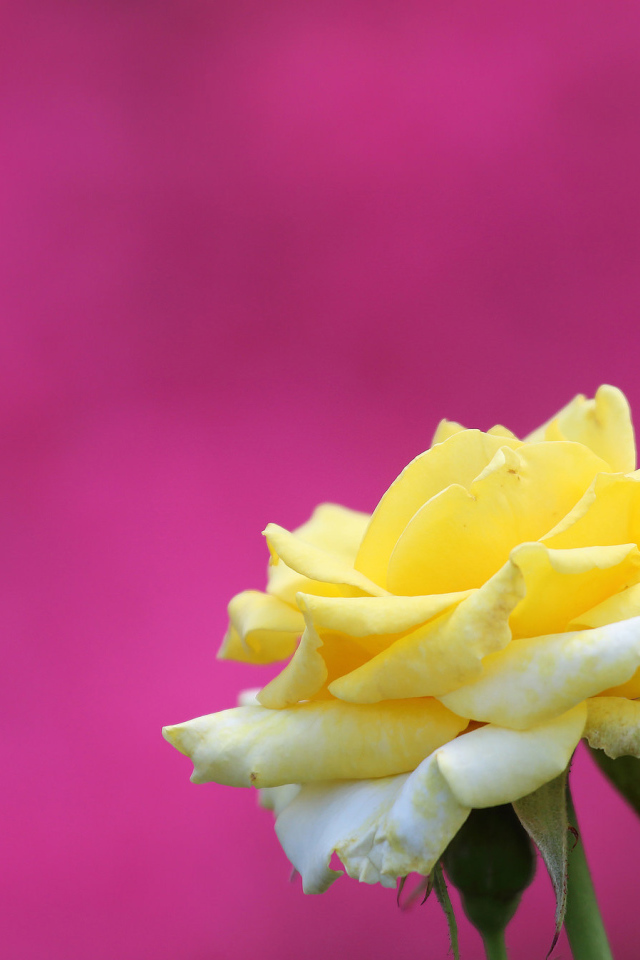 Цветок желтой розы на розовом фоне 