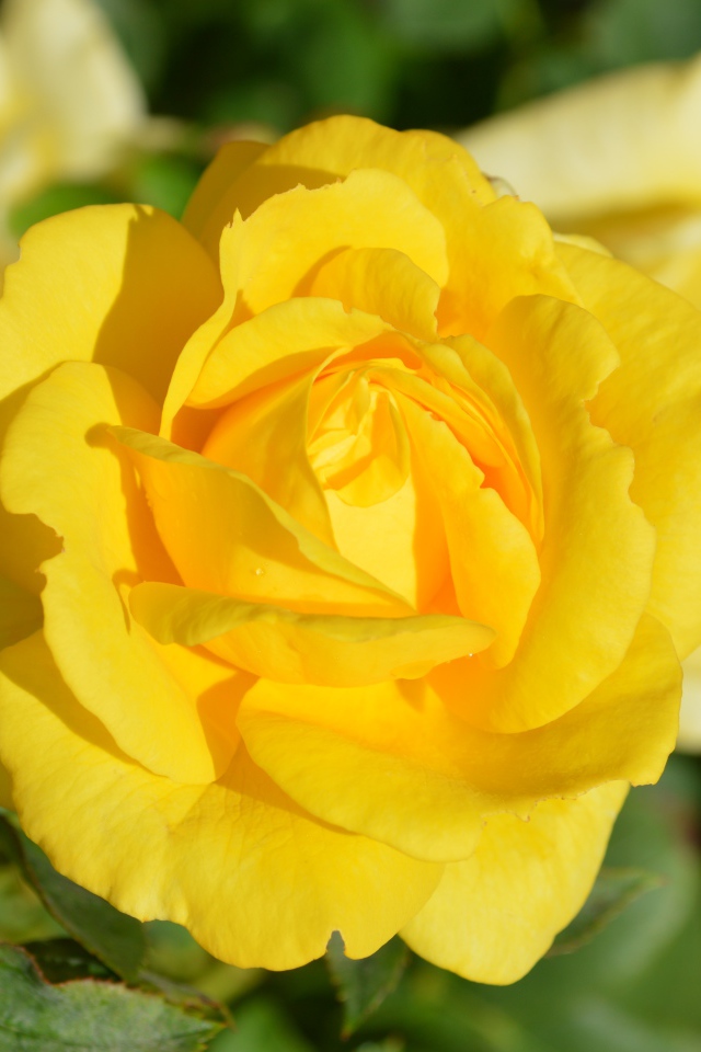 Желтые розы крупным планом на клумбе 