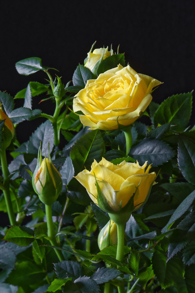 Желтые розы с бутонами в зеленых листьях на черном фоне