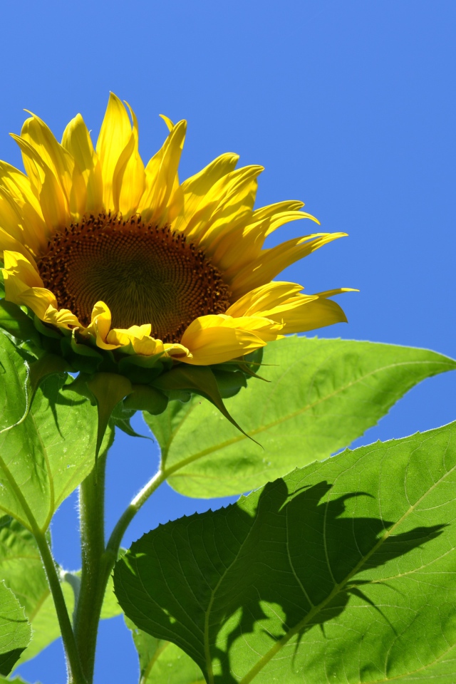 Желтый цветок подсолнуха в лучах солнца на фоне голубого неба