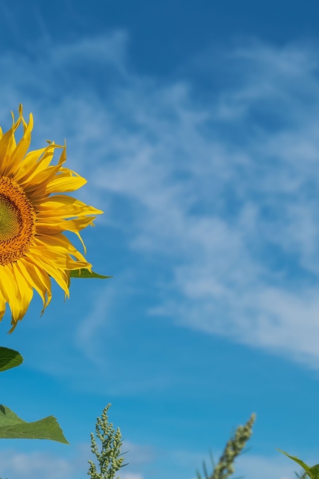 Желтый цветок подсолнуха на фоне голубого неба с белыми облаками