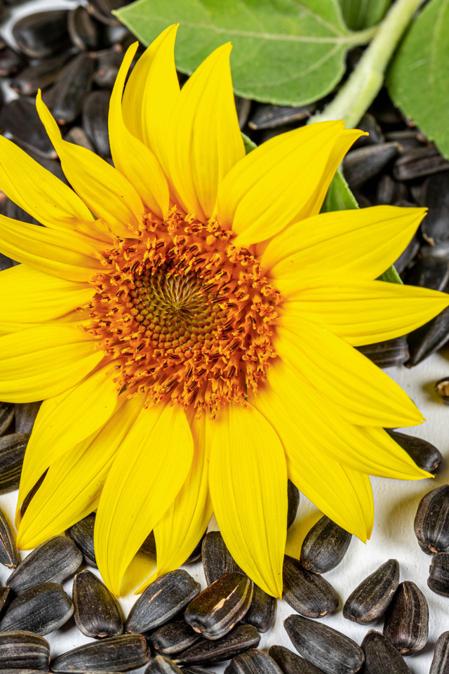 Желтый цветок подсолнуха с семечками