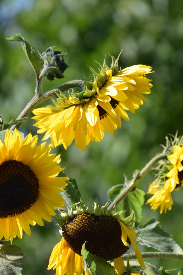 Желтые цветы подсолнуха в лучах солнца 