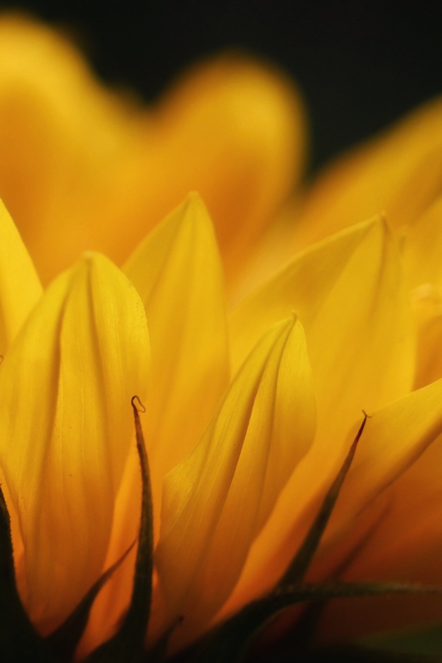 Желтые лепестки подсолнуха крупным планом