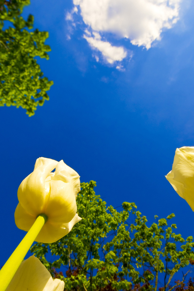 Желтые тюльпаны под ясным голубым небом 