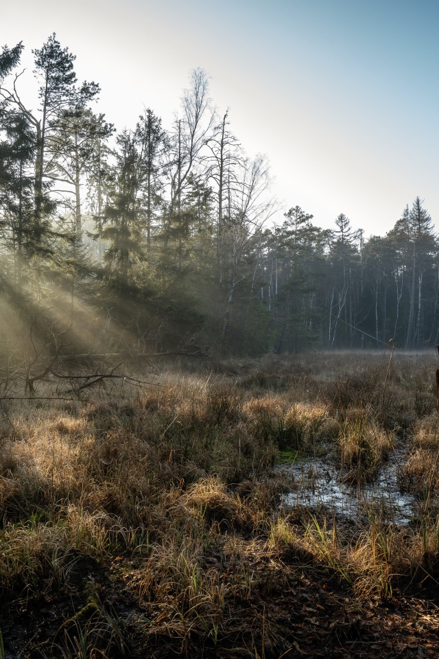 Холодный лес туманным утром 